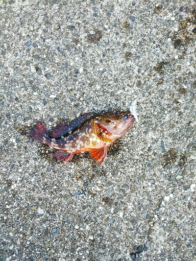 爆釣の予感が一転...