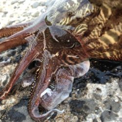 梅雨イカエギング