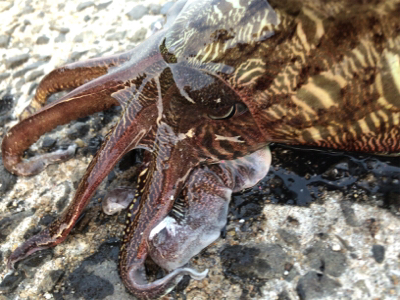 梅雨イカエギング