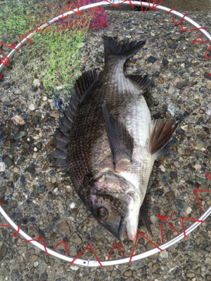 今日の沖堤防アタリ極少