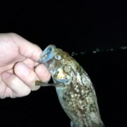 ロックフィッシュ釣行