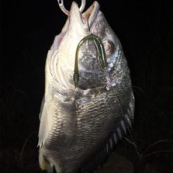 淀川ブリームゲーム 川の流れを制する