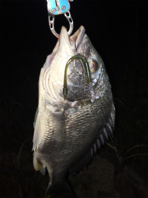 淀川ブリームゲーム 川の流れを制する