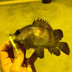 メバリングしてたら…