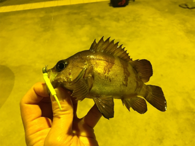 メバリングしてたら…