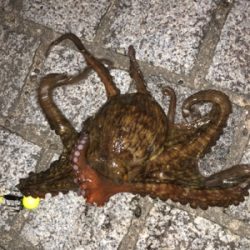 オクトパッシング