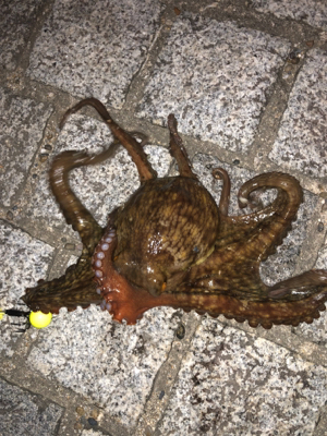 オクトパッシング