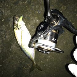 初ギガ‼︎……?(釣行 其の弐拾七)