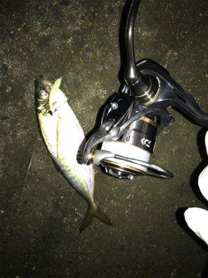 初ギガ‼︎......?(釣…