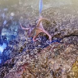 エギング釣行その22