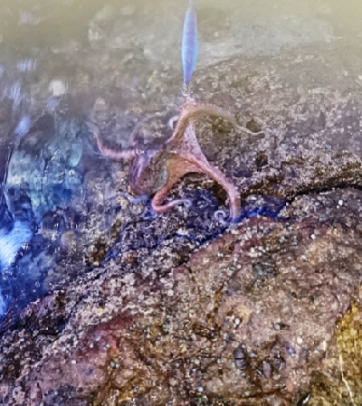 エギング釣行その22