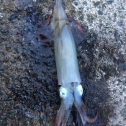 狙い勝ちの大爆釣