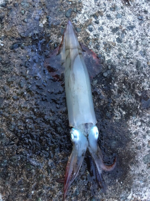 狙い勝ちの大爆釣