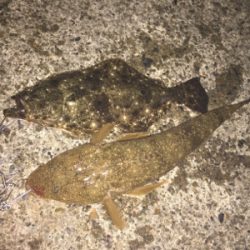 ナイトフラット！