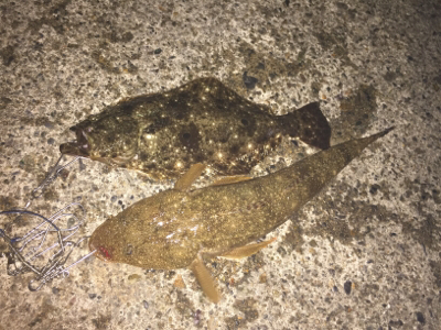 ナイトフラット！