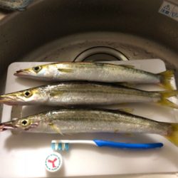 ここでもカマス