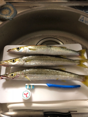 ここでもカマス