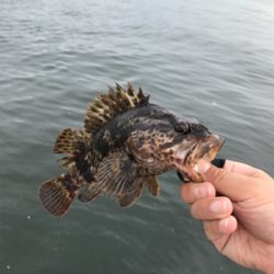 ロックフィッシュの癒し