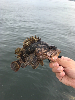 ロックフィッシュの癒し