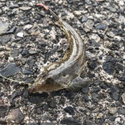 今期初キス&20年ぶりカレイ