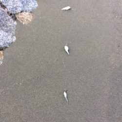 絶対に釣らなければならない獲物が底にはいる