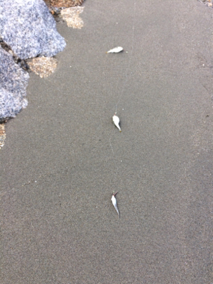 絶対に釣らなければならない獲物が底にはいる