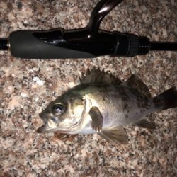 下蒲刈島のアジ・メバル