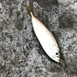 今日のサビキは ？