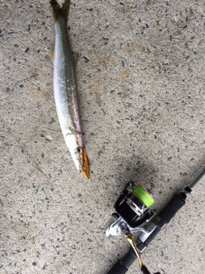 カマス釣れました