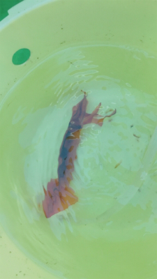 スルメイカ、オニカサゴ のリレー船