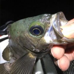 梅雨メバル好調