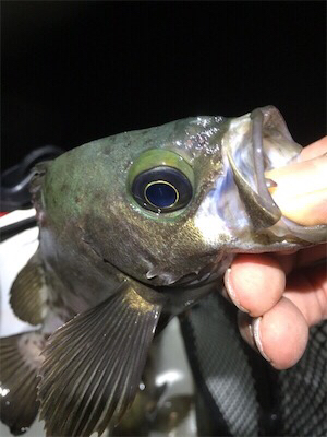 梅雨メバル好調