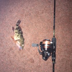 アジング？メバリング？ガシリング？？