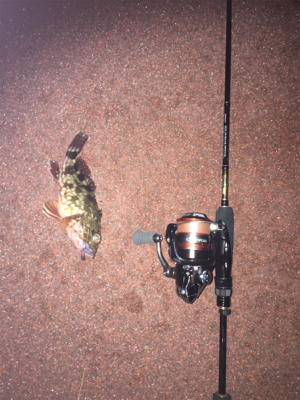 アジング？メバリング？ガシリング？？