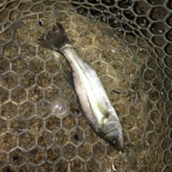 淀川ブリームゲーム ライトブリームゲーム