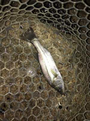 淀川ブリームゲーム ライトブリームゲーム