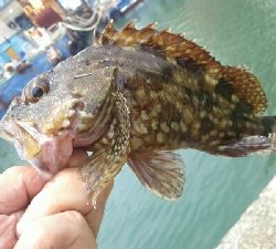 ガッシー狙い。