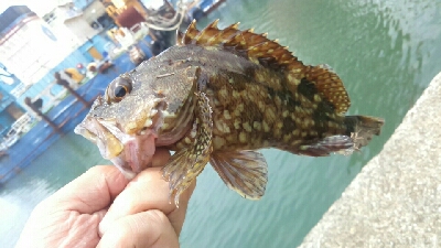 ガッシー狙い。