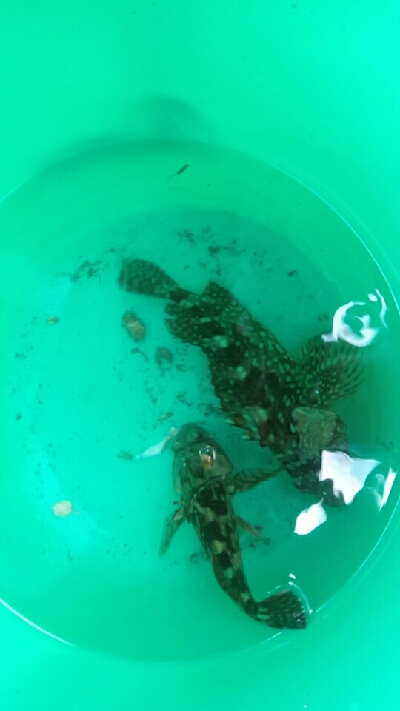 いつものガッシー