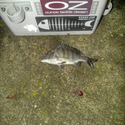 ガシラ探索⁉️