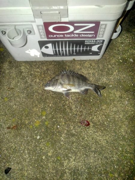 ガシラ探索⁉️