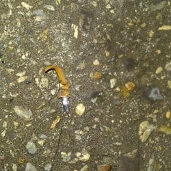 輪ゴムワームに填まってます‼️