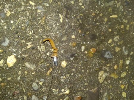 輪ゴムワームに填まってます‼️