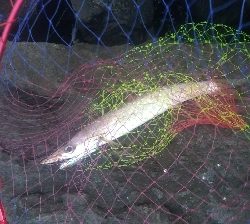 今日はサゴシdayでした