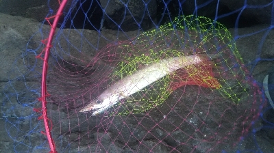 今日はサゴシdayでした