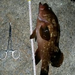 ビッグファイト