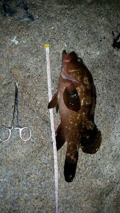 ビッグファイト