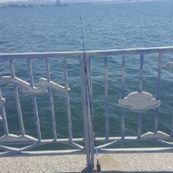 ガシラに遊んでもらいました