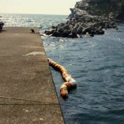 田ノ浦キス調査