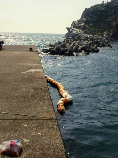 田ノ浦キス調査